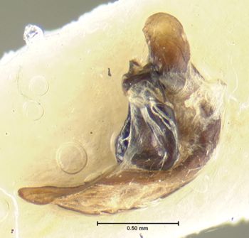 Media type: image;   Entomology 31305 Aspect: genitalia